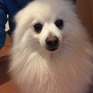 3歳のポメラニアン