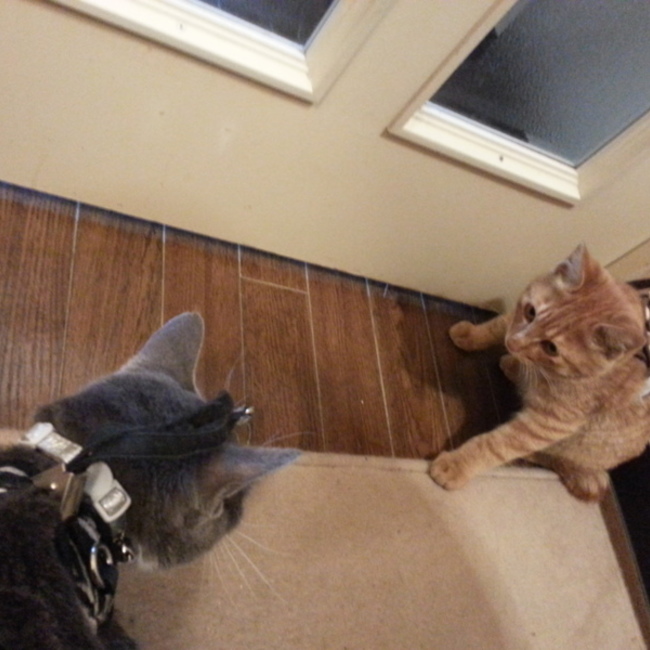 ニーニャと茶太郎 物語のカバー写真