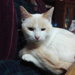 もらってください