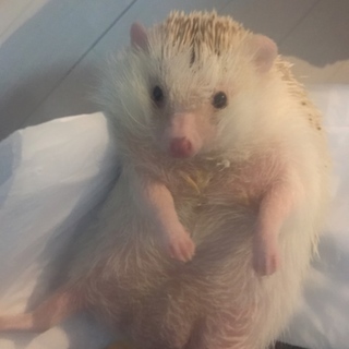 ハリネズミ男の子2.5歳