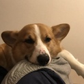 1歳8ヶ月血統賞付きコーギーです