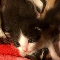生後1ヶ月の子猫です。