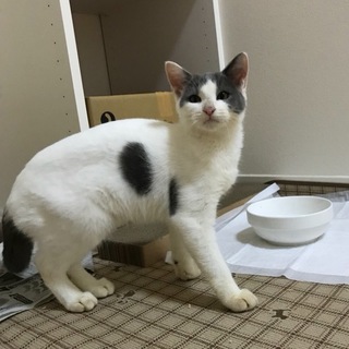 白グレーの子猫★ゆりね【年内お見合い譲渡可能】