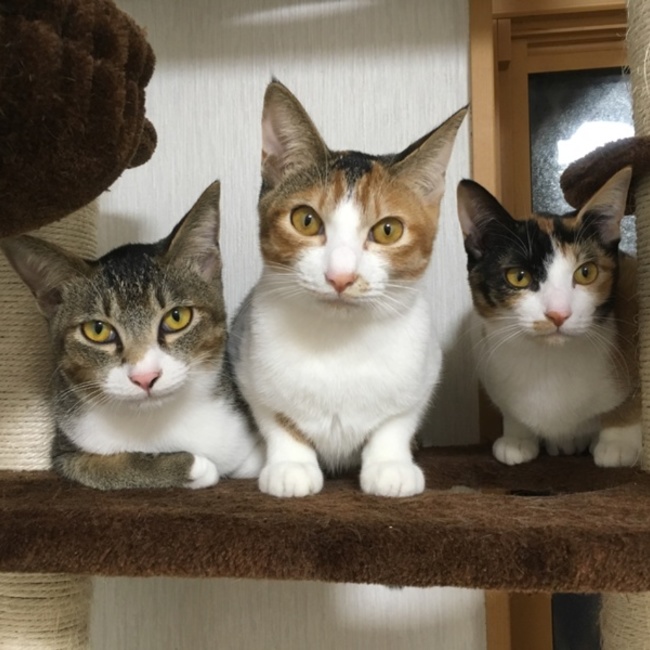 マっこうのカバー写真