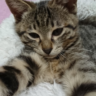 もふもふキジトラ