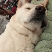 プリン