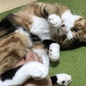 撫でられるの大好き三毛猫の女子