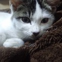 白黒子ネコの里親になってください