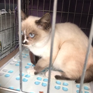 シャム系スリスリ雷蔵くん