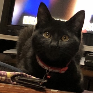 可愛い黒猫さんです！