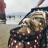 厳島神社にて。