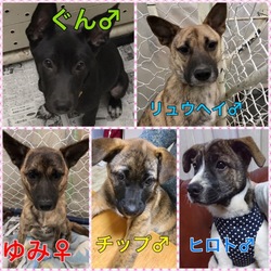 第11回保護犬猫譲渡会