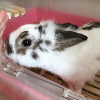 頭の毛がモフモフのミックスうさぎ♂もじまる君です！