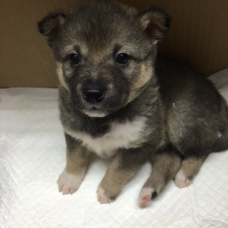 保健所よりレスキュー子犬③オス