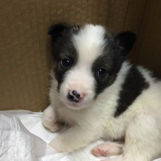 保健所よりレスキュー子犬⑤オス