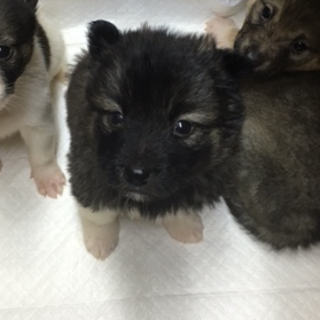 保健所よりレスキュー子犬④オス