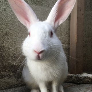 大福君を可愛がってくれる方募集してます！