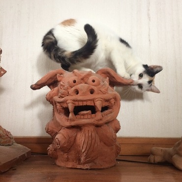 シーサーが遊び相手(*´ω｀*)