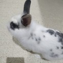 里親様が決まりました。