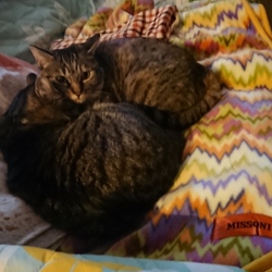 「理不尽な「シャー」」サムネイル1