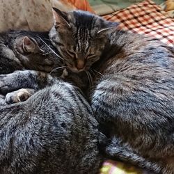 「理不尽な「シャー」」サムネイル2