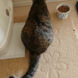 「理不尽な「シャー」」サムネイル3