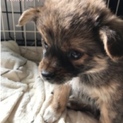 里親決定！有難うございました！子犬5きょうだい