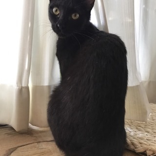 猫の里親募集中