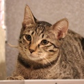 猫ちゃんと遊ぶのが大好き！タレ目男子ちまきくん