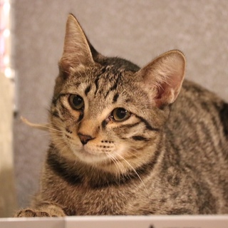 猫ちゃんと遊ぶのが大好き！タレ目男子ちまきくん