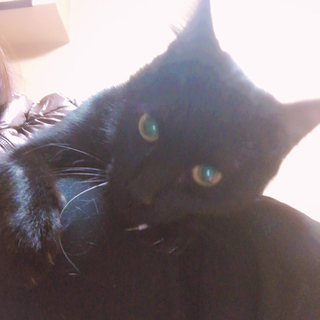 黒豹みたいな美猫