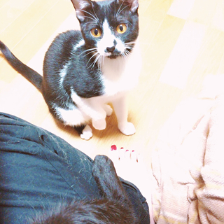 どこにでもついてくる甘えた白黒ちゃん
