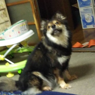 人懐っこい女の子