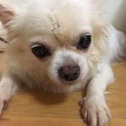 愛知県豊橋市で犬猫の譲渡会！