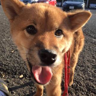 譲渡されました！！
