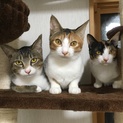 子猫３兄妹の家族募集です、よろしくお願いします。