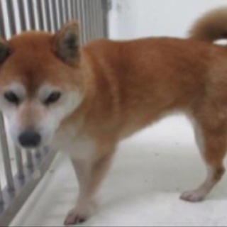 里親様決定です！有難うございました。