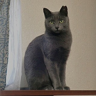 美人なコデマリ、家族募集中