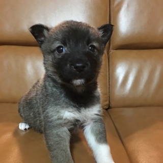 保健所よりレスキュー②メス