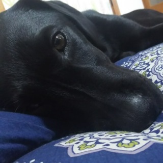 【一旦締切】大人しいラブラドール２才の女の子