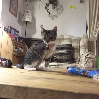 愛知のH様の家族に迎えていただきました。