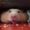 世