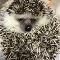 ハリネズミ♂里親募集一時中止！