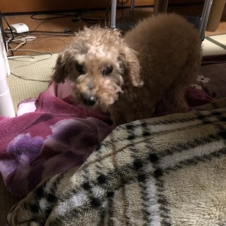 【緊急】飼い主死去のため里親募集！