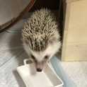ハリネズミのパイド 男の子
