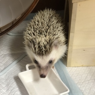 ハリネズミのパイド 男の子