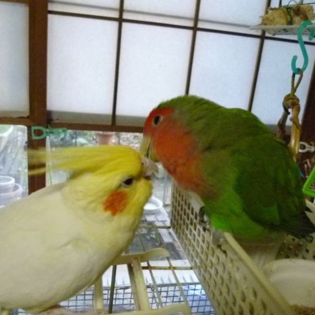 azurinのカバー写真