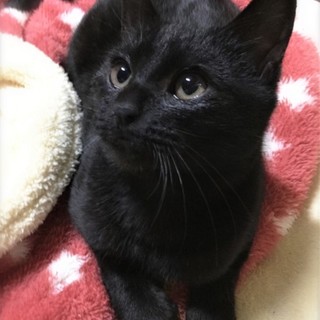 ゴロゴロまるい男の子☆ノートンくん