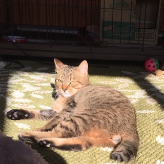 フワフワの毛と太い尻尾が可愛い男の子です❗️