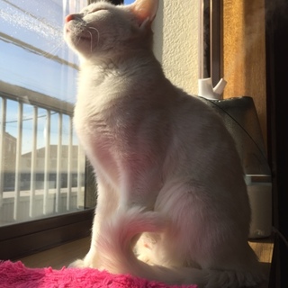 尻尾の長い綺麗な白猫さんです‼️